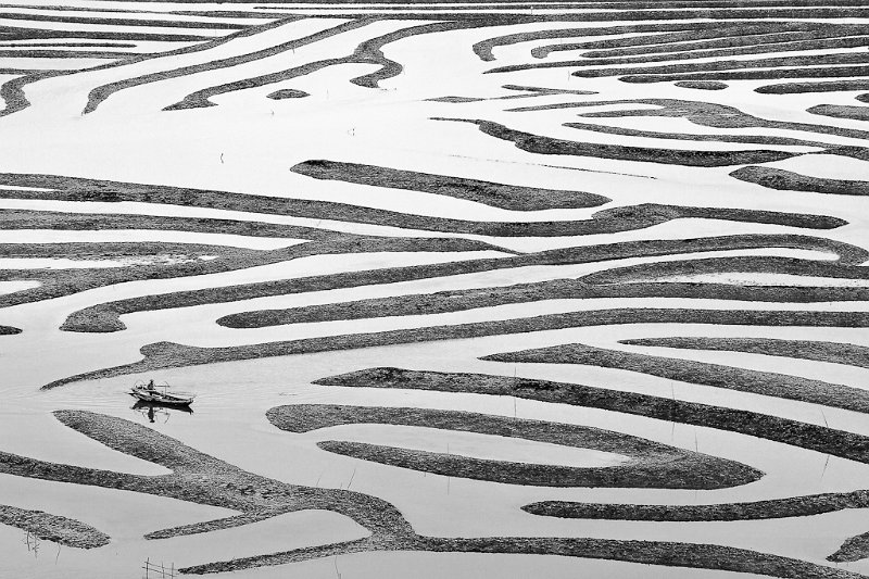 481 - zebra water ways - FONG Phung Noi - canada.jpg